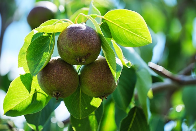 Ripening pears hanging tree among green foliage on sunny day