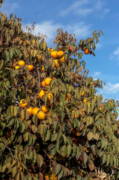 Ripening persimmon hanging on a branch