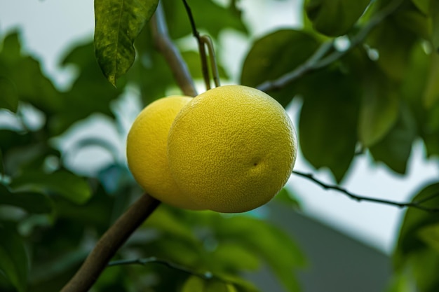 Ripening pomelo fruits on a branch in the orchard close-up