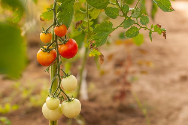 Ripening red cherry tomatoes on a branch on a blurry background with space for text