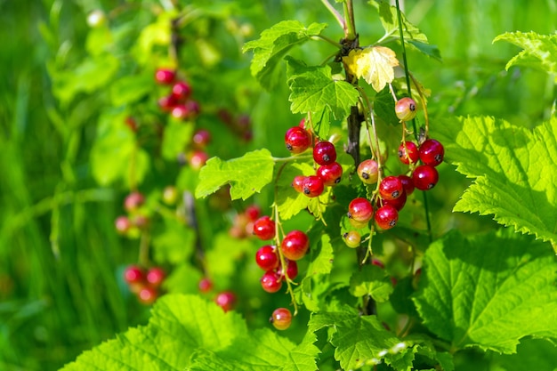 Ripening red currant bush