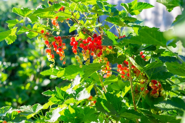 Ripening red current on bunch in garden