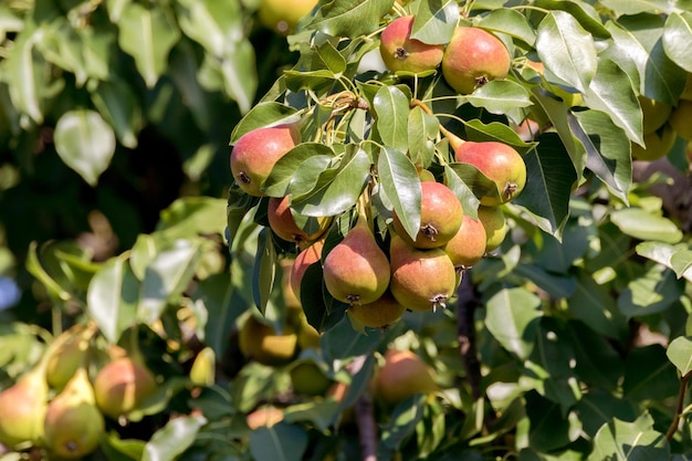 Ripening red pear on a tree in the gardenxA