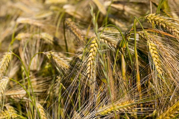 Ripening rye in an agricultural field, rye changes color from green to yellow