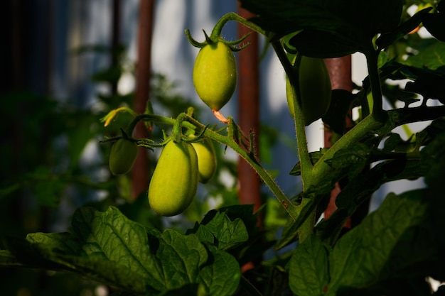 Ripening tomatoes in gardening