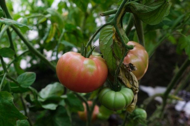 Ripening tomatoes hanging between the leaves on twigs in the greenhouse