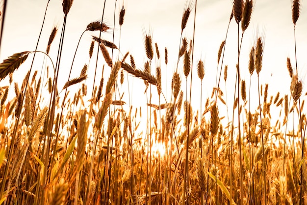 Ripening wheat ears on sunset background Beautiful rural scenery Silence peace simplicity concept Solitude with nature Harvest