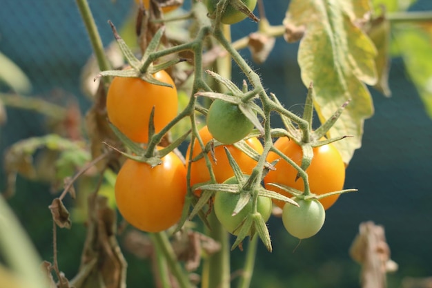 Ripening yellow tomato fruits in a greenhouse