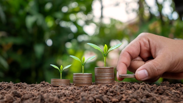 The rising of the money with the trees growing on the coins stacked