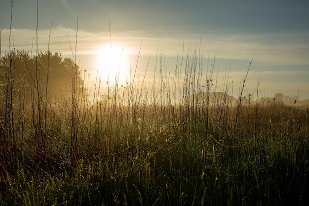 The rising sun over the Ukrainian steppe Summer weather green grass and fog Summer