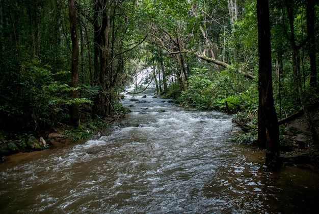 River amidst trees in forest