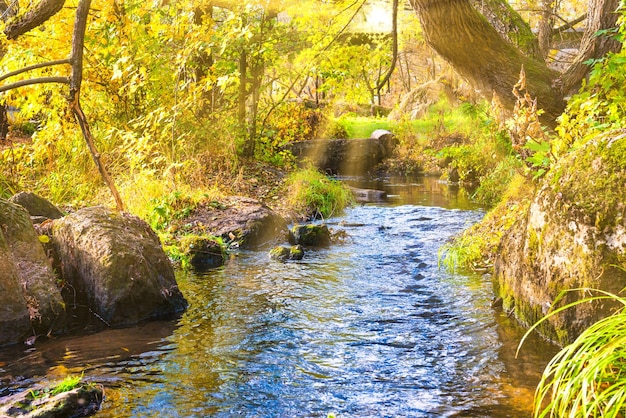 River in autumn forest