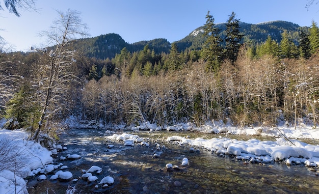 River in Canadian Nature Trees in Forest Winter Snow Sunny Sky