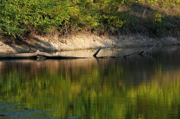 The river and the dense forest