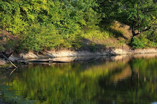 The river and the dense forest