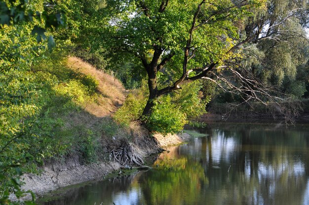 The river and the dense forest