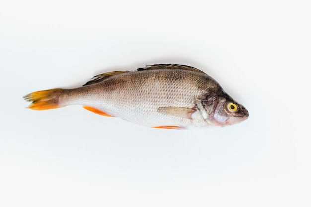 river fish on a white background perch on a white background