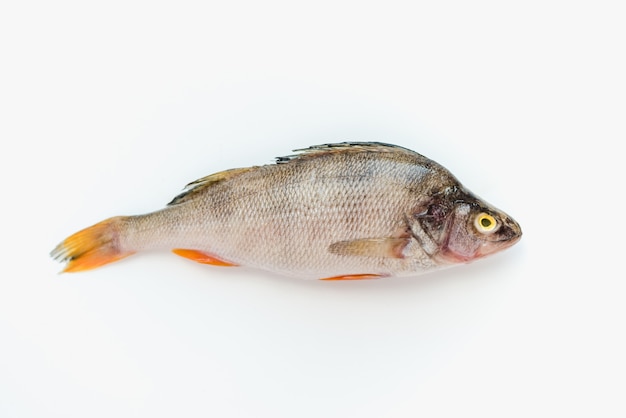 river fish on a white background perch on a white background