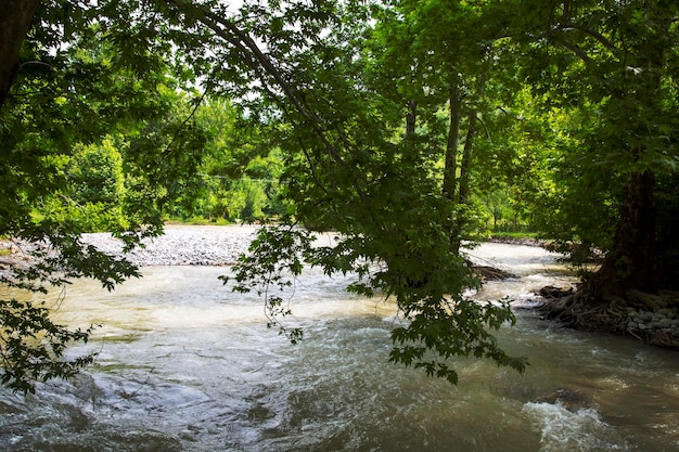 River flow through the forest