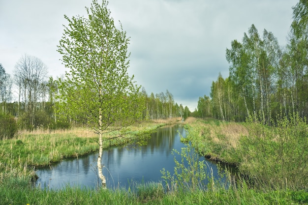 River flowing in a birch grove