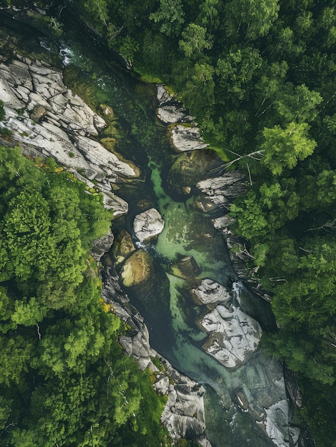 River flowing through dense forest