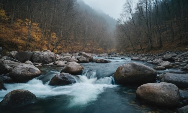 a river flowing through a forest adorned with scattered rocks