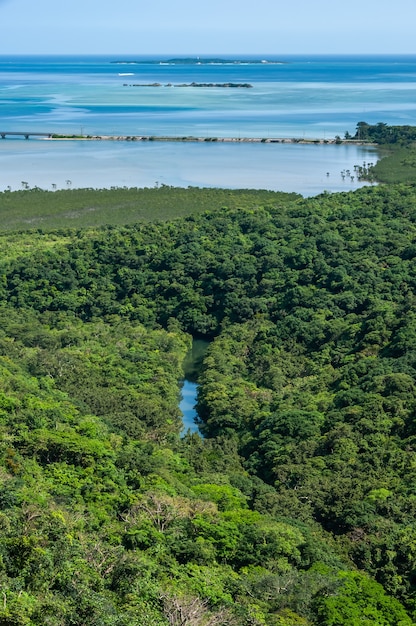 River flowing through the lush mangrove forest