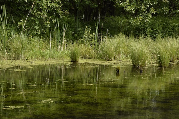 The river flows through the green forest