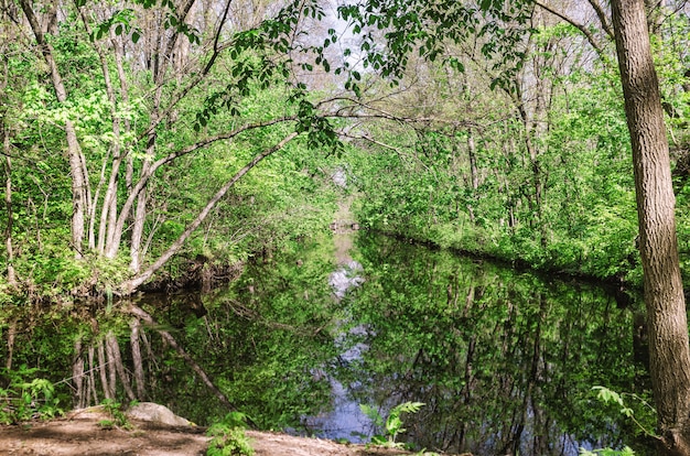 River in the forest. Early spring season.