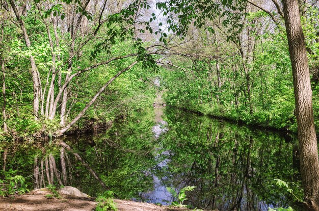 River in the forest. Early spring season