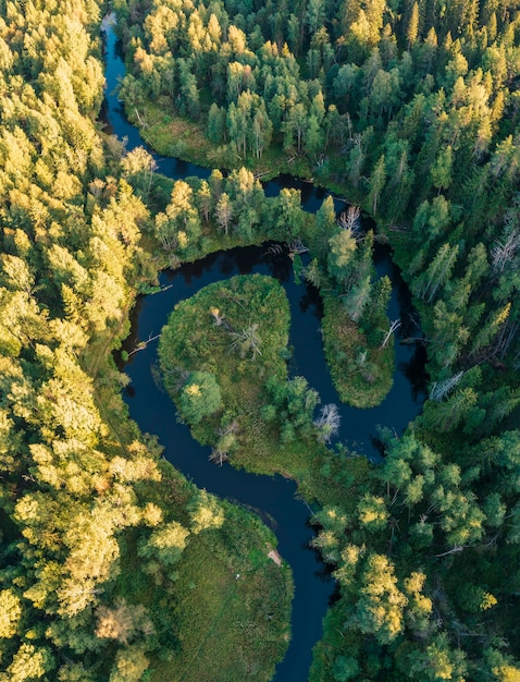 The river in the forest in the form of Yin and Yang loops. Lindulovskaya grove on the Karelian isthmus, top view from a drone