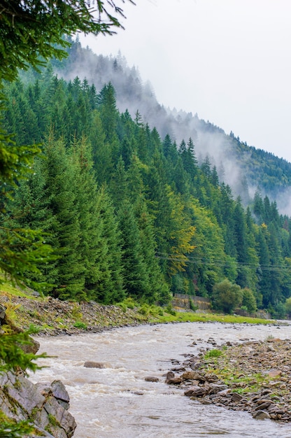 River on forest in a haze