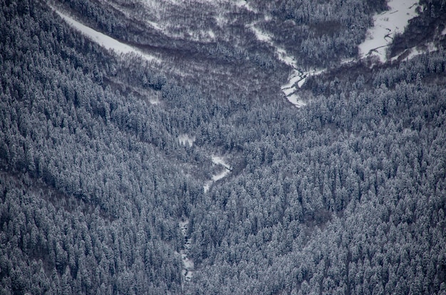 River and forest in the snowy valley between the mountains of the Caucasus