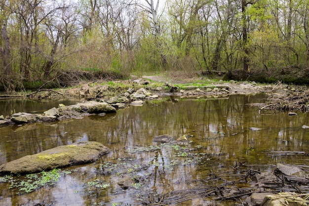 River in forest on spring