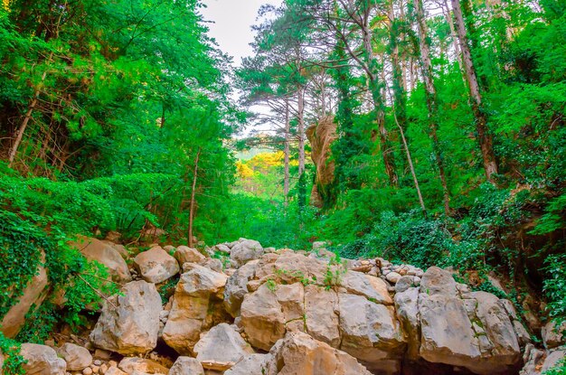 Photo a river in the forest with a large rock in the middle