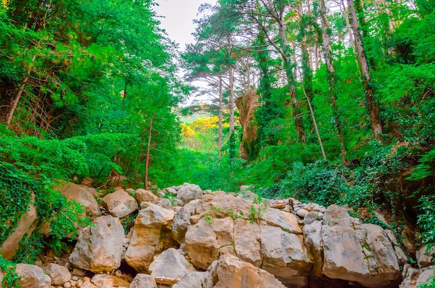 Photo a river in the forest with a large rock in the middle