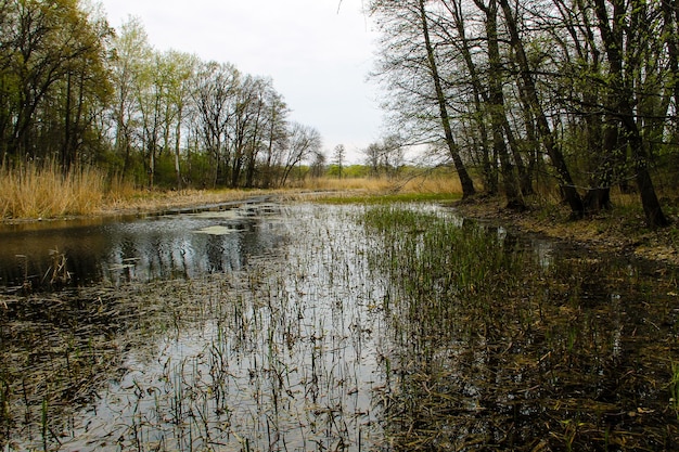 River in forest