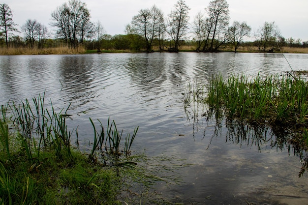 River in forest