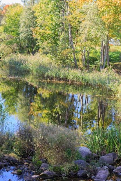 river in the forest