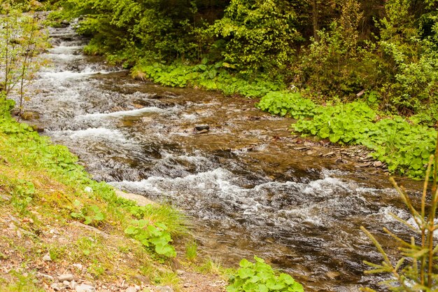 The river is flowing downstream on the background of green trees.