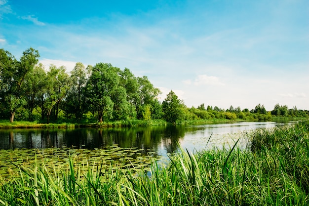 River Landscape with trees and reeds