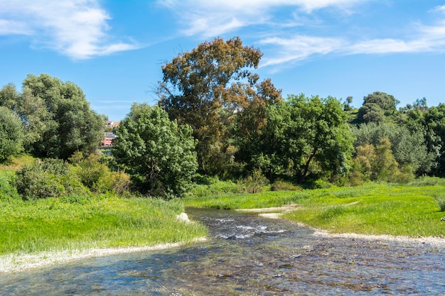 River landscape with trees