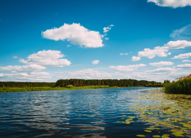 River Landscape with water lilies in the water