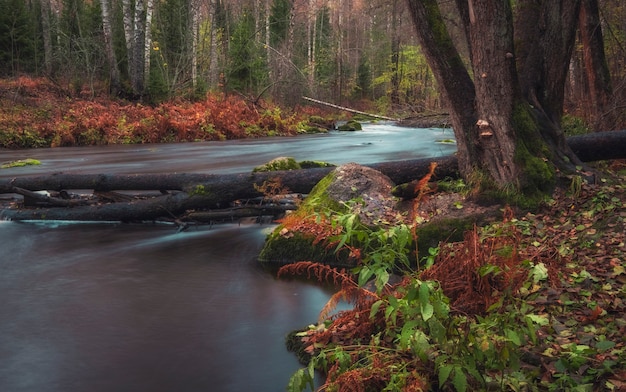 A river in the Lendulovskaya Grove nature reserve in the Leningrad Region on an autumn day.