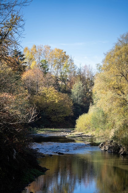 River among lush forest beautiful autumn incredible wildlife