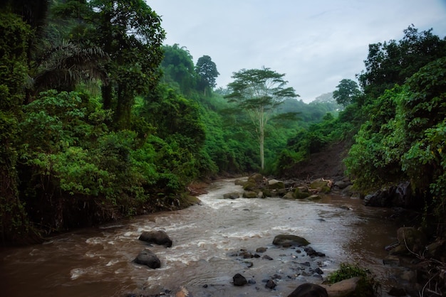 River in a lush rainforest on Bali island Indonesia