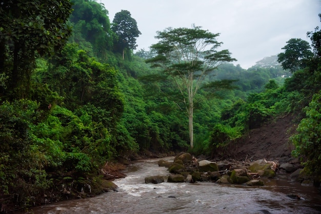 River in a lush rainforest on Bali island Indonesia