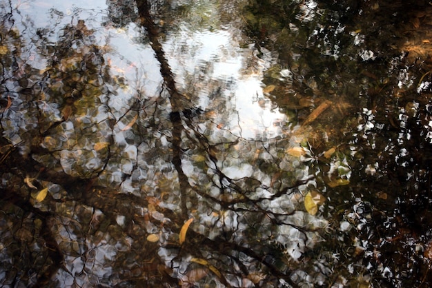 River nature fresh water with fallen leaves shadow tree reflection Natural organic peaceful