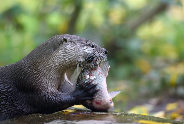 River otter