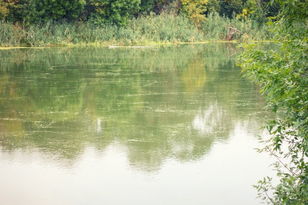 River reeds 